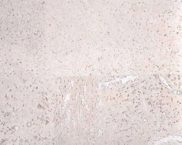 Настенное пробковое покрытие CorkArt PW 386 WS в Санкт-Петербурге